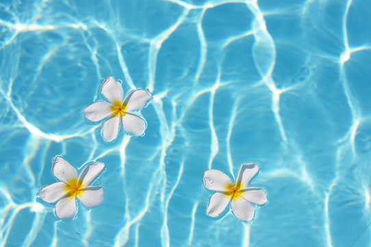 Frangipani flower in the swimming pool