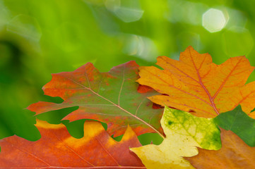 Background from autumn leaves
