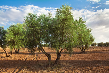 Fototapeta na wymiar Olive tree orchard view in summer