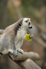 Lemur