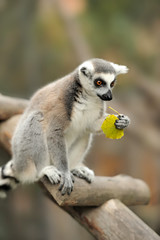 Lemur