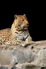 Foto op Canvas Leopard © byrdyak