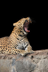 Obraz premium Leopard