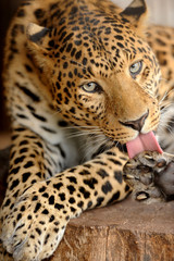 Leopard