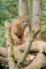 Cougar