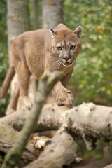Naklejka premium Cougar