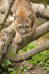 Cougar