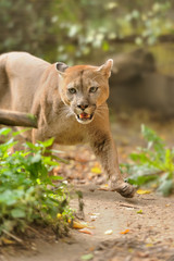 Cougar