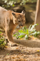 Cougar