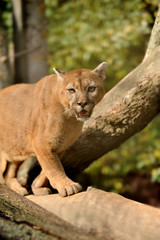 Cougar