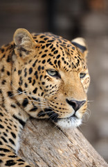 Leopard