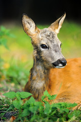 Young deer