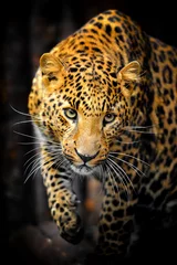 Foto auf Acrylglas Leopardenporträt © byrdyak