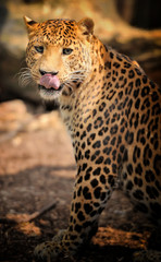 Leopard