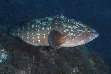 cernia mediterraneo
