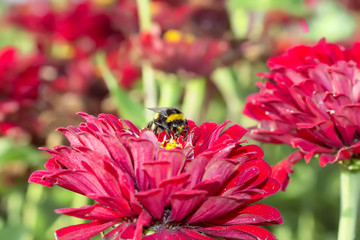 Diligent bumblebee