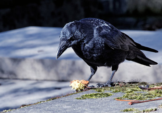 Corbeau