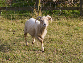 Portland sheep, rare breed from Dorset, England