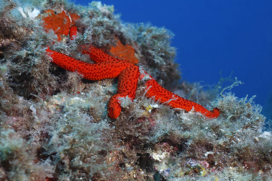 stella rossa marina