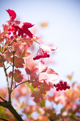 Red Viburnum berries in autumn on blue sky