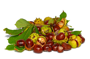 Rosskastanie