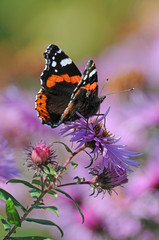 Admiral trinkt von Asterblüte