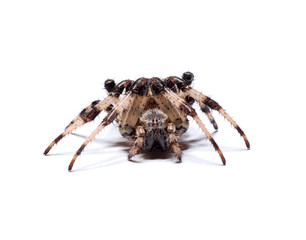 spider