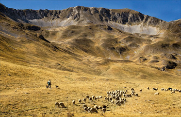 shepard on gran sasso abruzzo