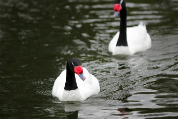 Swans