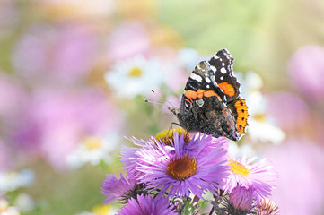 Schmetterling Admiral auf Sommerblume