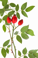 Hagebutten (Rosa canina)