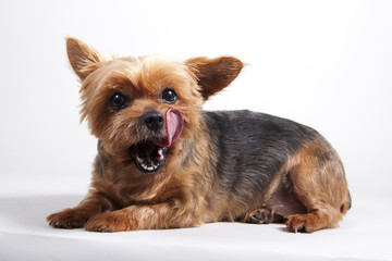 chien