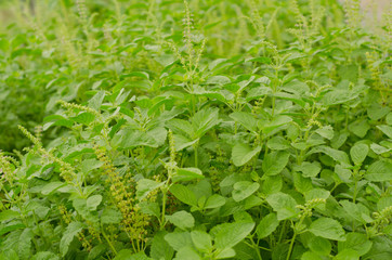 Holy Basil  (Ocimum sanctum)