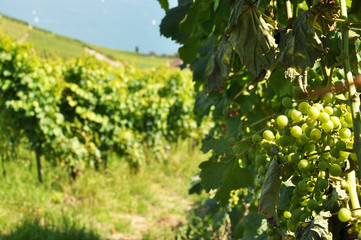 Fototapeta na wymiar Vineyards in Lavaux region against Geneva lake, Switzerland