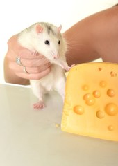 rat and cheese