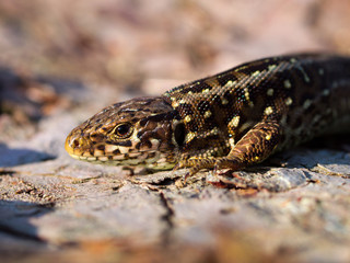 Fototapeta premium Sand lizard portrait side close up