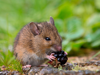 Wild mouse eating raspberry