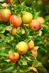 Red apples on apple tree branch