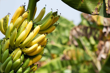 Bananen - 45434209