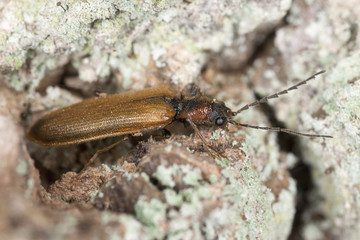 Click beetle on wood, macro photo