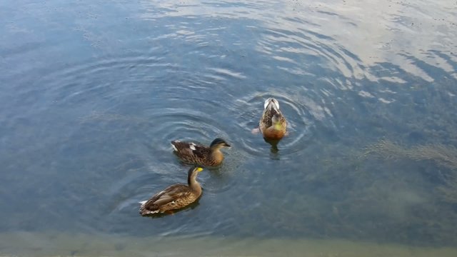Enten fuettern vid 02