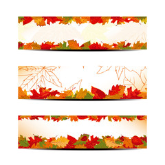 Set of Colorful Autumn Leaves Banner or Web Header