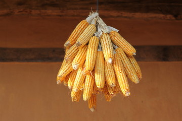 dried corn
