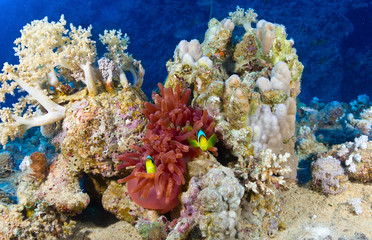 Plakat Twoband anemonefishes na tle koralowców.