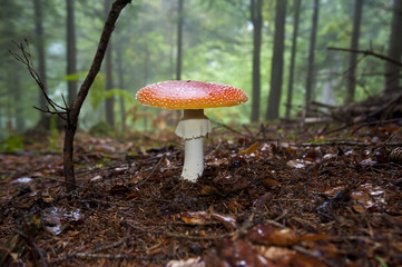 Open Red Mushroom
