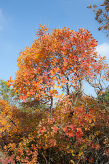 Sommacco del Carso d'autunno. Sentiero di Rilke - Duino