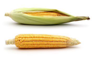 Two fresh corns