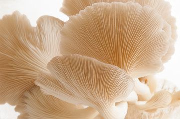 Organic Mushroom