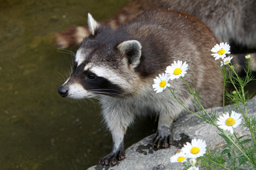 Waschbär