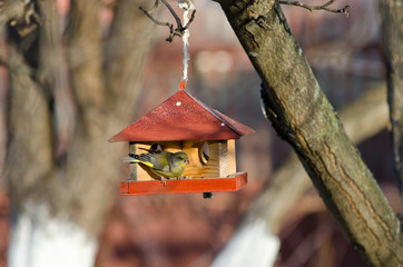 Greenfinch is feeding on a cratch
